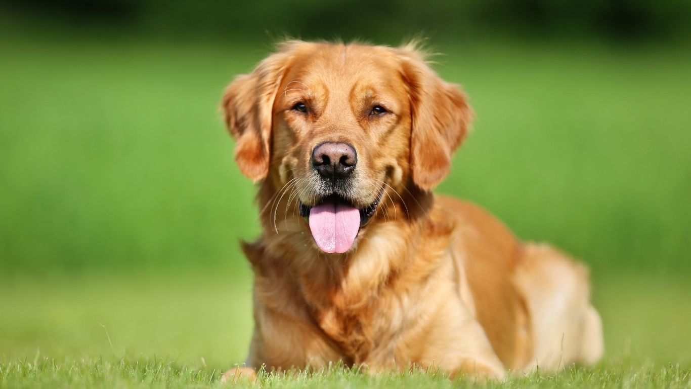 Dog laying down